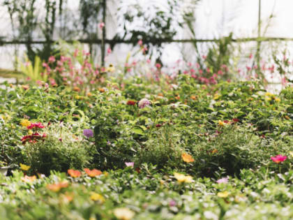 Не куст, а пышная цветочная вуаль: Этот многолетник сможет вас удивить — море розовых шаров