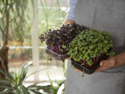 15 минут — и семена к посадке готовы: Рассада взойдёт, как буйный лес, — резво и дружно