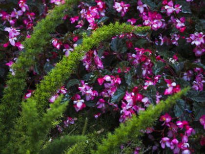 Горсть семян на участок — и ваша дача круче райского сада: Невиданная красота до поздней осени