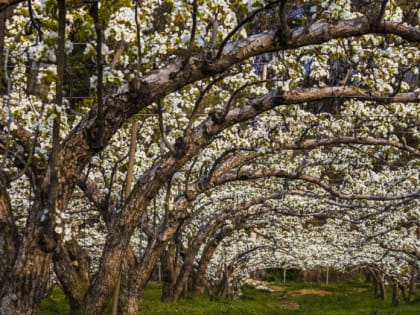 Вот зачем белить яблони в феврале — а вы этого не знали: обязательно к исполнению