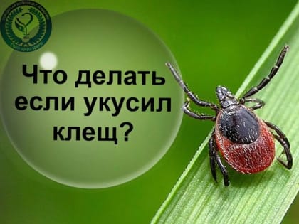 Внимание! Клещ!