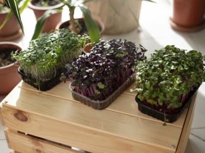 Самый простой способ проращивания семян: Не земля и не песок — рассада всходит дружной «щеткой»