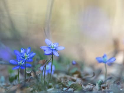 Распустятся после схода снега: Эти 3 цветка для дачи — самые ранние, дачники их обожают