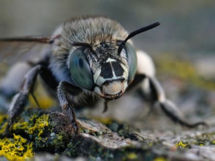 100 г на 10 литров — и хрущи и медведки отправились в Царство мёртвых: Раствор бьёт их наповал