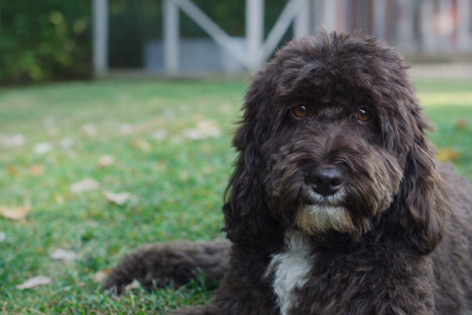 Australian Labradoodle