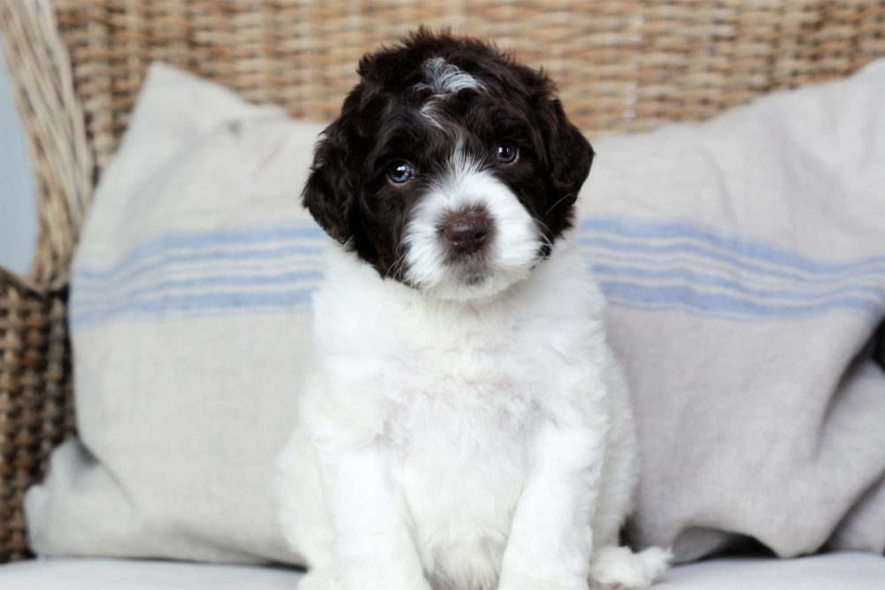 Australian Labradoodle breed origins