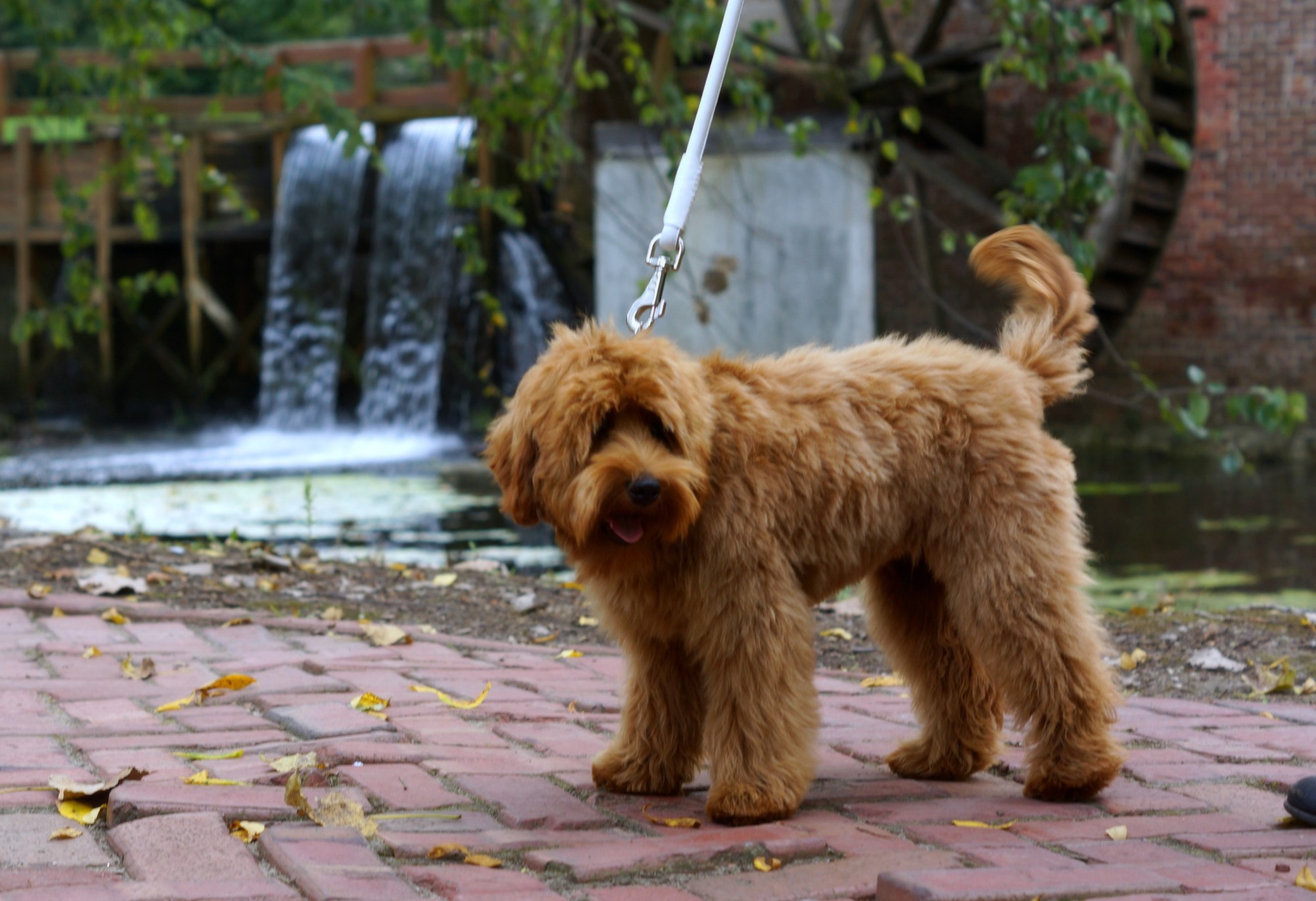 Australian Labradoodle