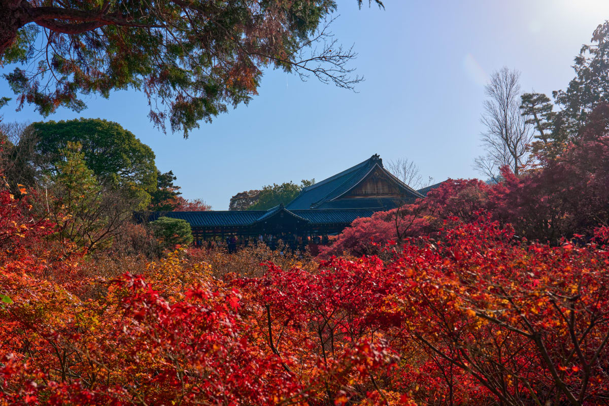 Chùa Tofuku-ji - Kyoto | Lá thu