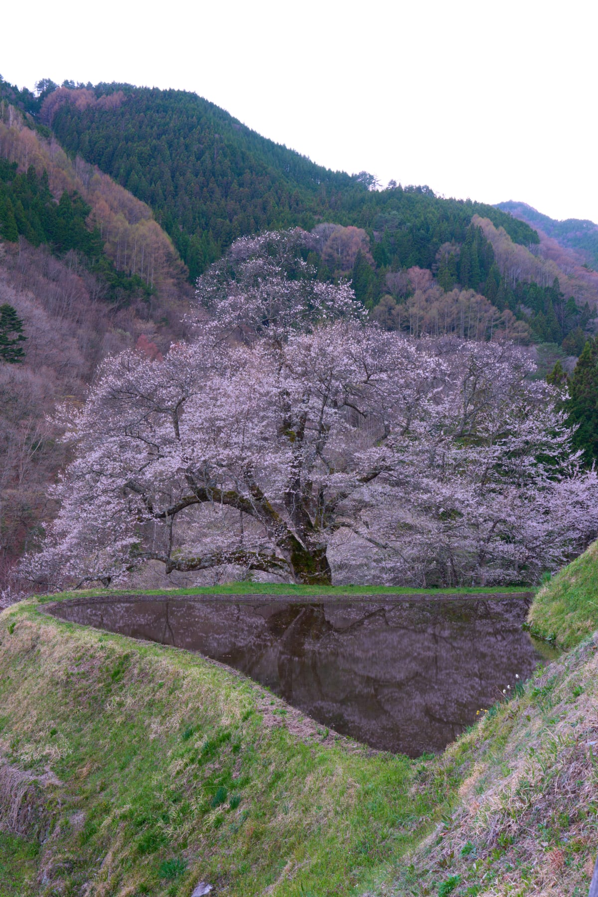 شجرة كرز كوماتسوناغي - ناغانو | Landscapes of Japan