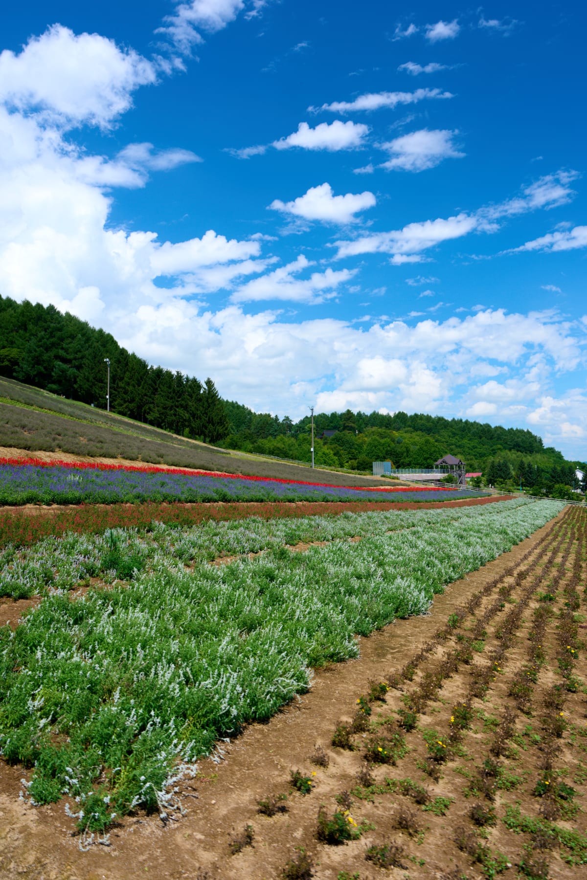 Furano - Hokkaido | Landscapes of Japan