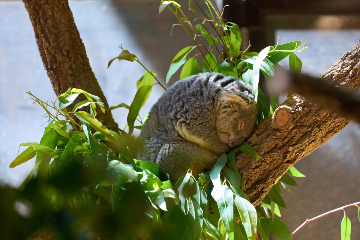 Higashiyama Djurpark - Aichi | Landscapes of Japan