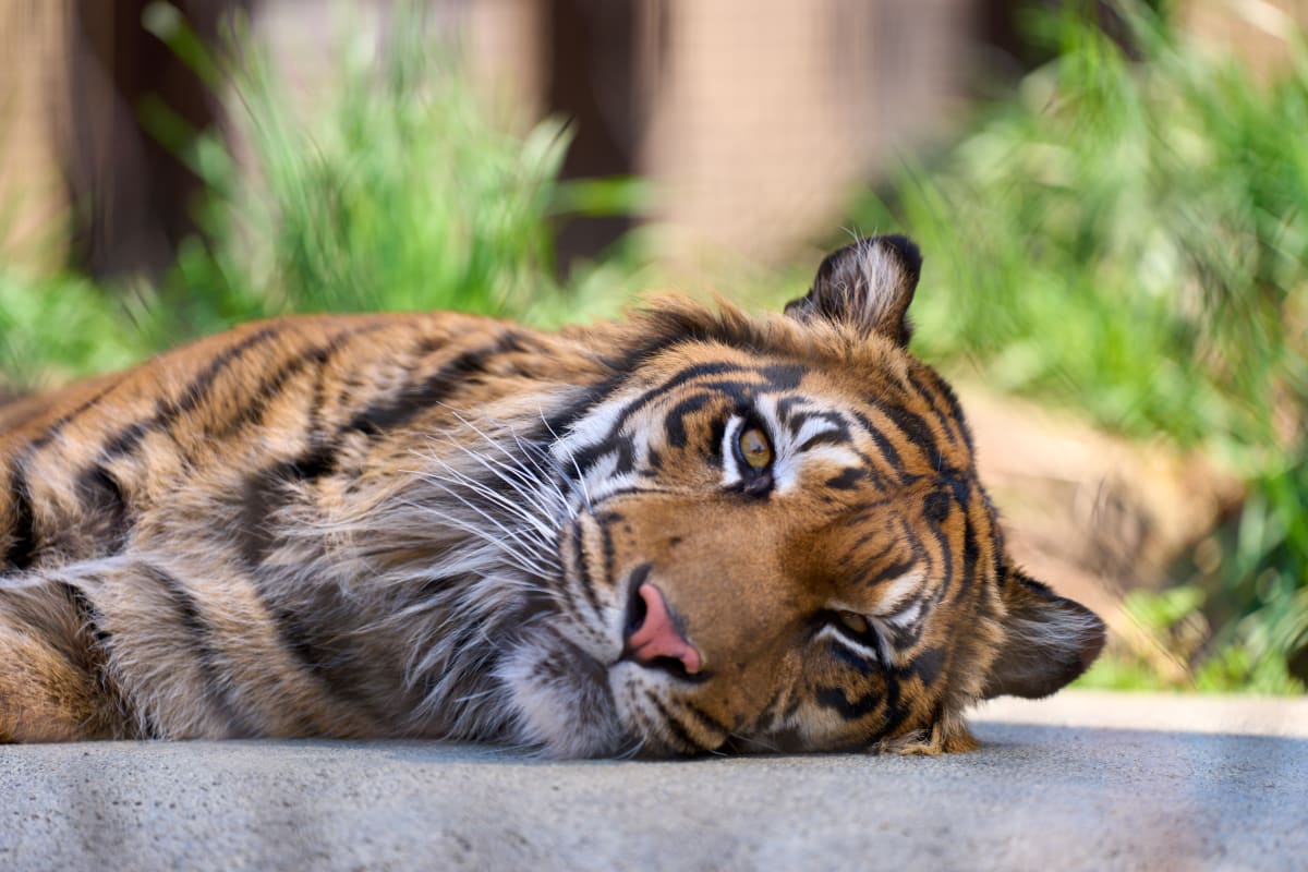 Higashiyama Zoo - Aichi | Landscapes of Japan
