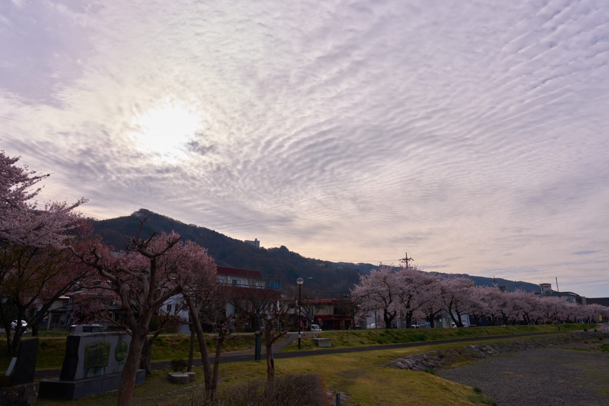 Lake Suwa - Nagano | Cherry Blossoms