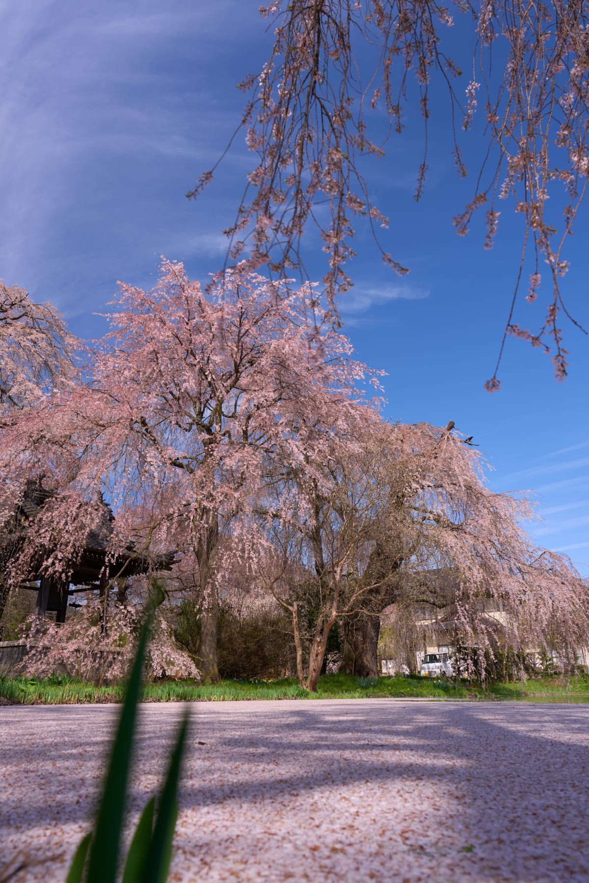 Anyo-ji Temple - Nagano | Cherry Blossoms