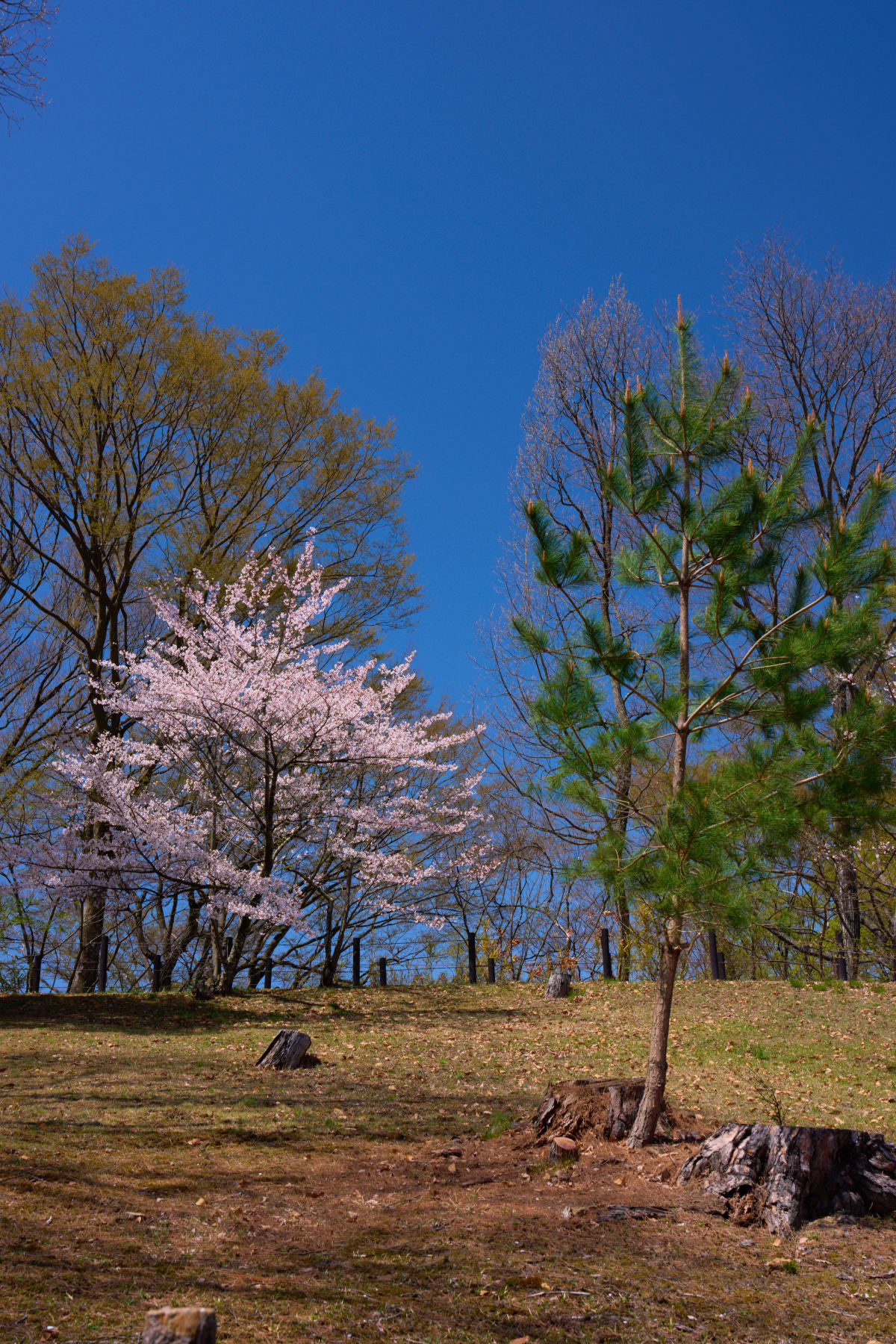 Joyama Park (Matsumoto) - Nagano | Landscapes of Japan