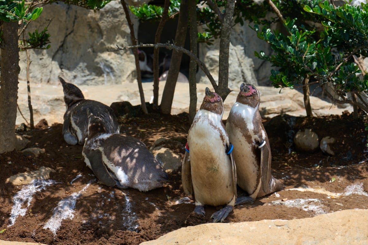 Kamogawa Sea World - Chiba | Landscapes of Japan