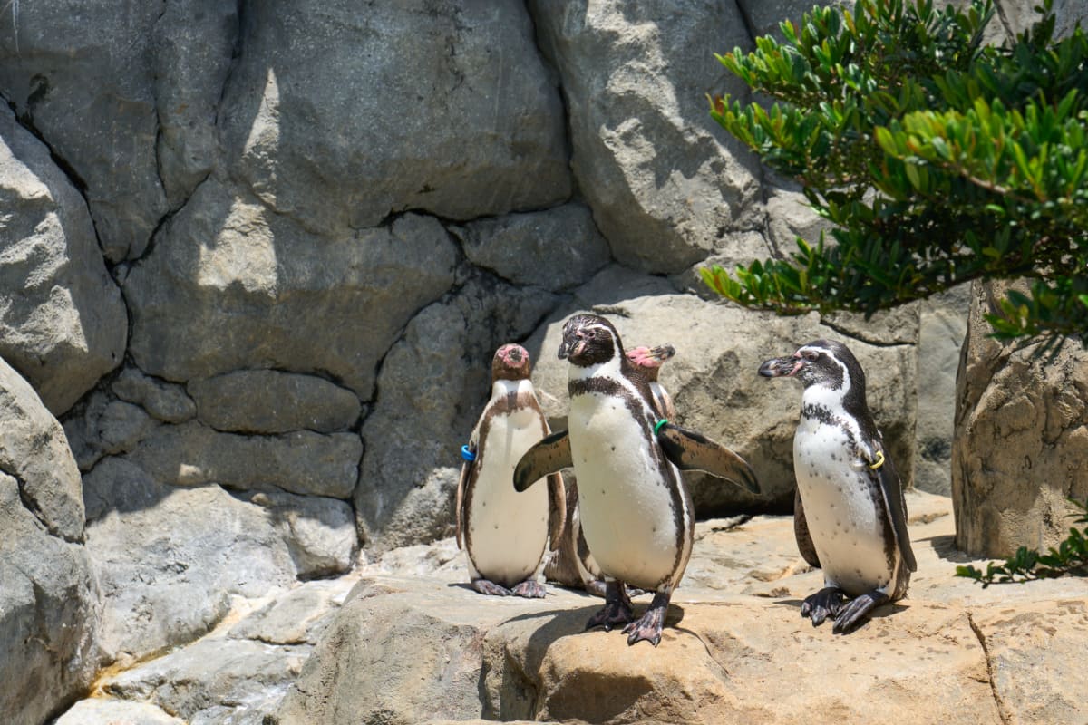 Kamogawa Sea World - Chiba | Landscapes of Japan