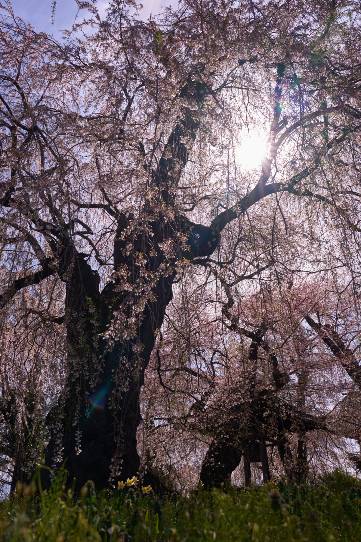Anyo-ji Temple - Nagano | Cherry Blossoms
