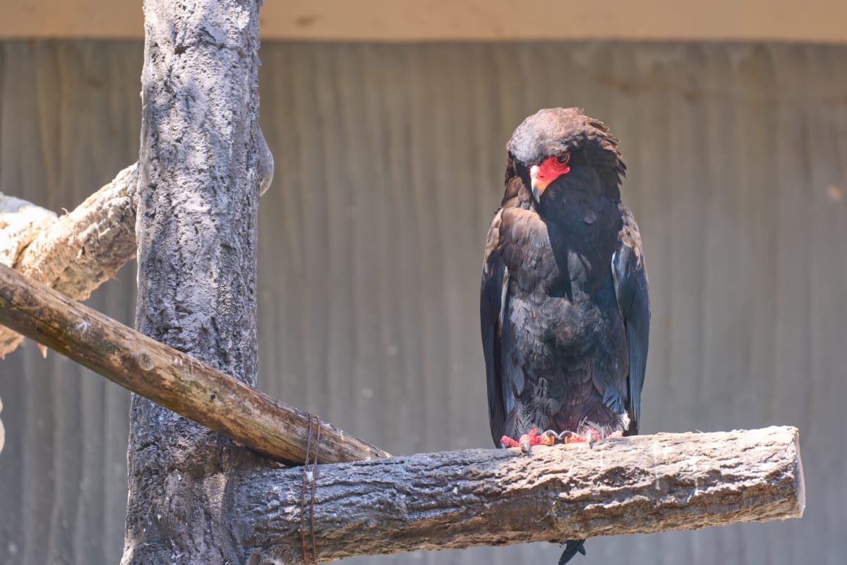 Higashiyama Zoo - Aichi | Landscapes of Japan