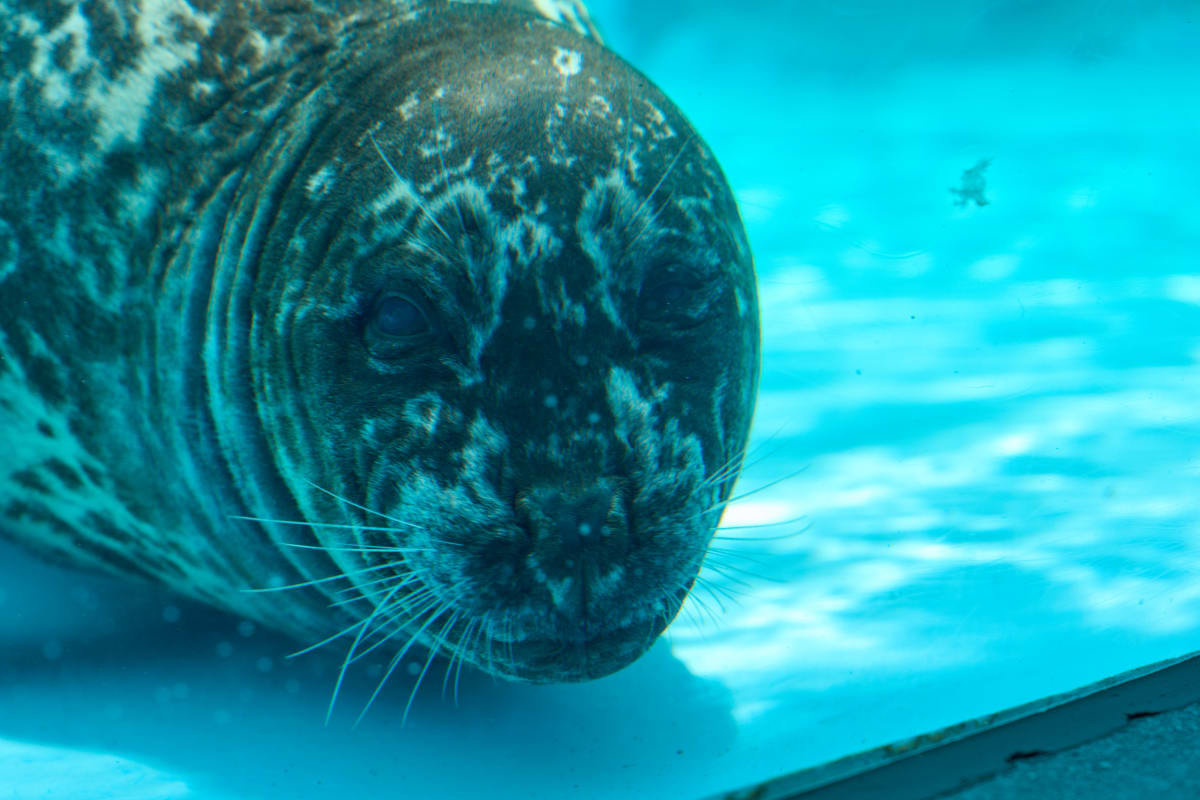 Kamogawa Sea World - Chiba | Landscapes of Japan