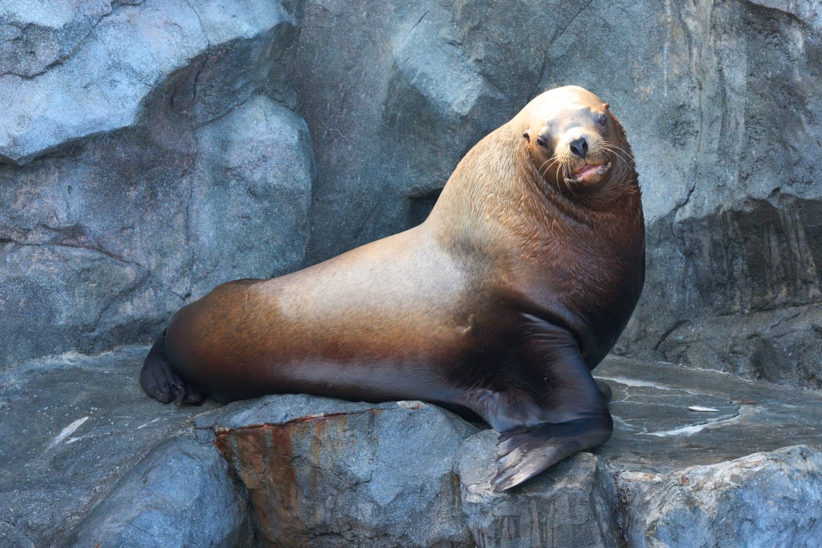 Toba Aquarium - Mie | Landscapes of Japan
