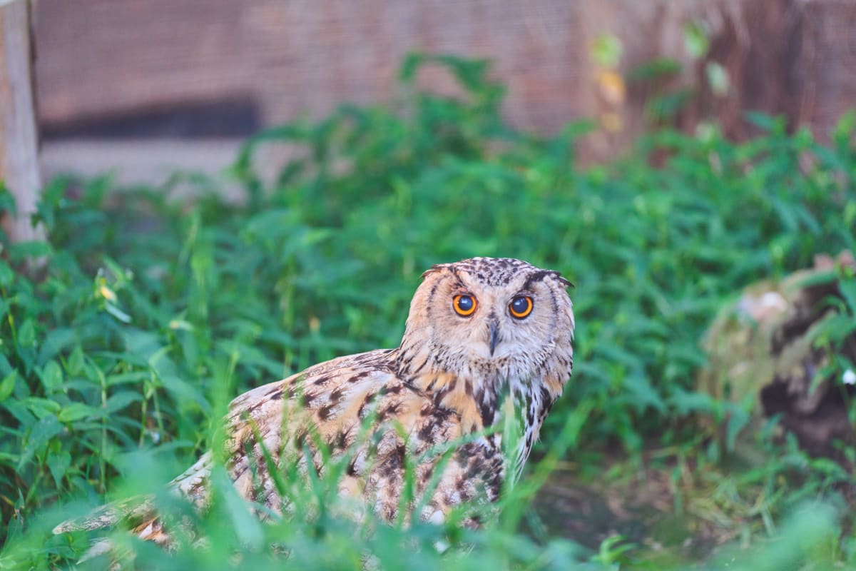 Asahiyama Zoo - Hokkaido | Landscapes of Japan