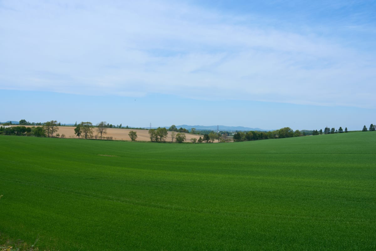 Hokuryu Sunflower Fields - Hokkaido | Landscapes of Japan