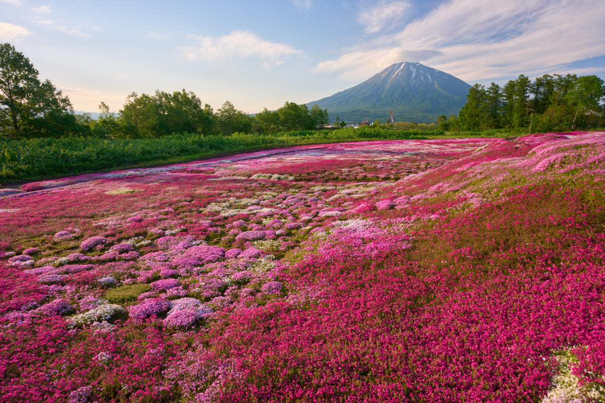Kutchan (2026) | Hokkaido | Landscapes of Japan
