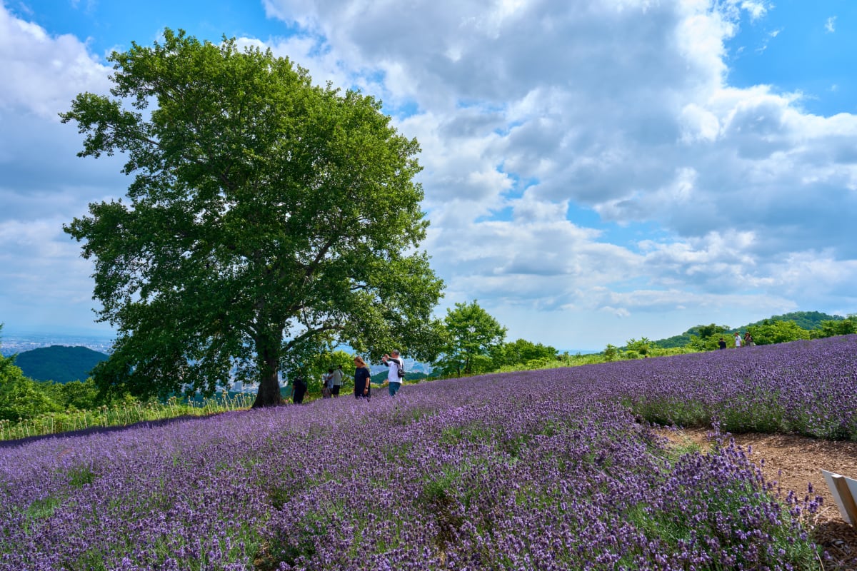 Sapporo - Hokkaido | Landscapes of Japan