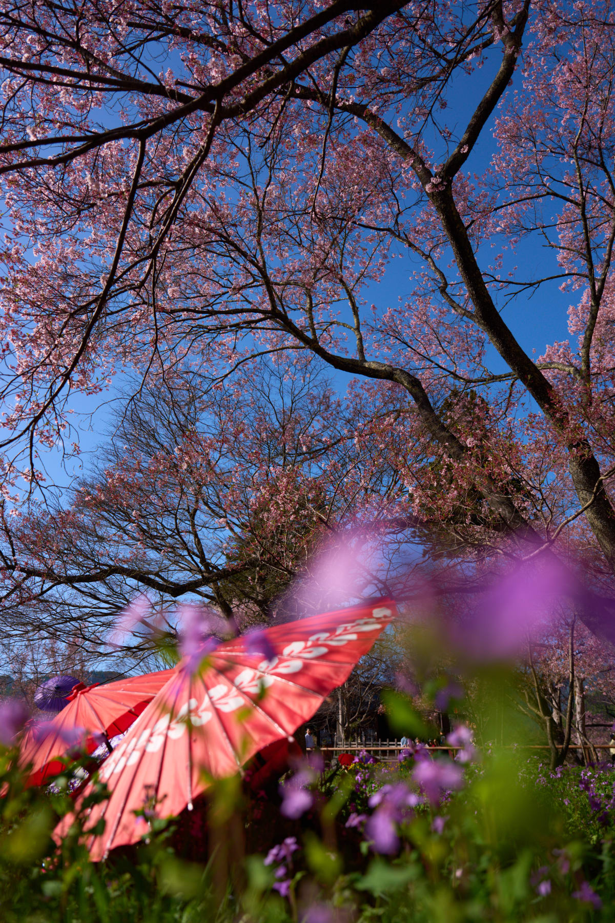 Công viên thành Takato - Nagano | Landscapes of Japan