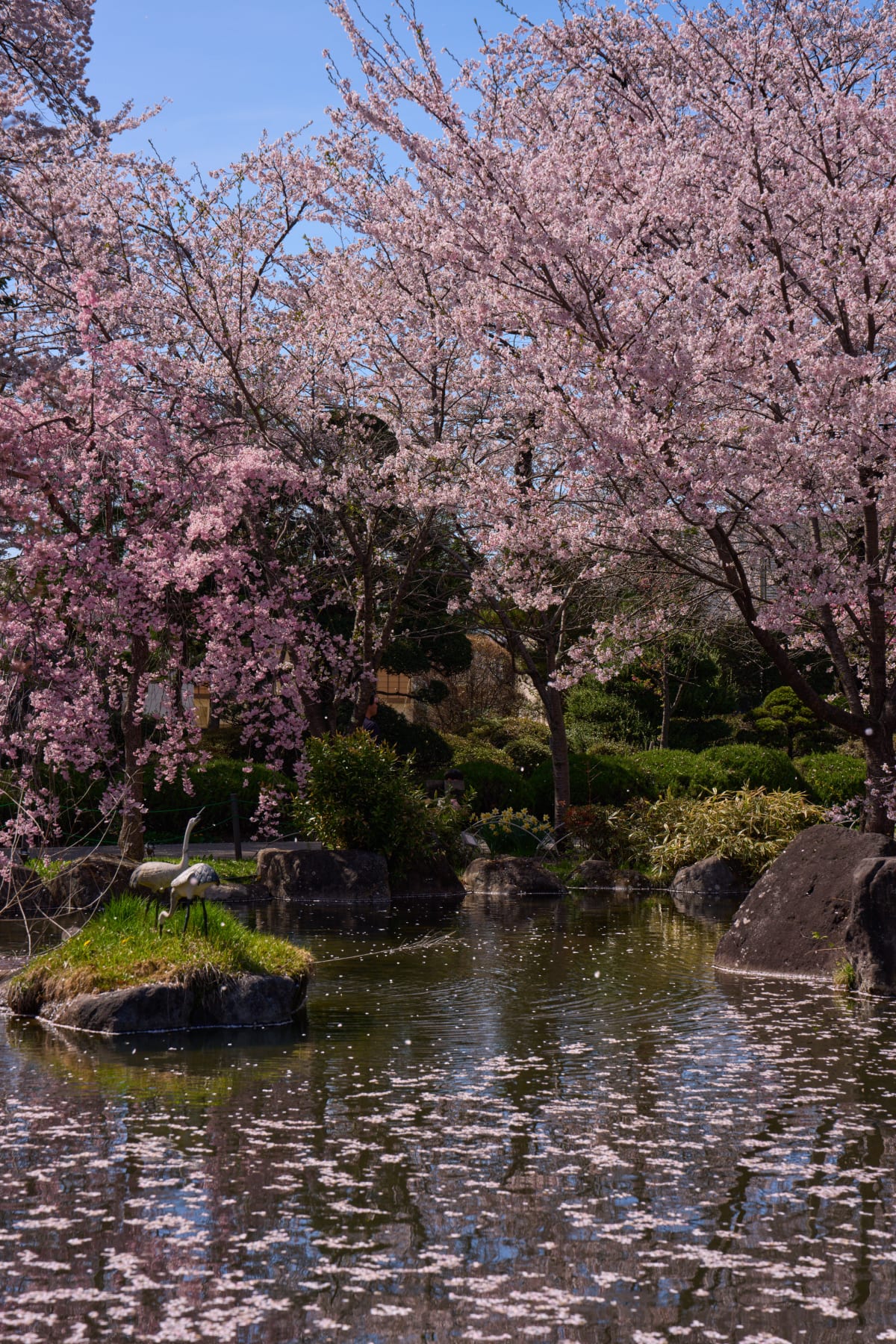 Công viên Takashima (Suwa) - Nagano | #Mùa xuân