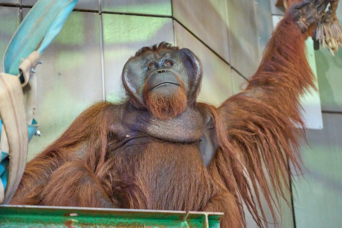 Asahiyama Zoo - Hokkaido | Landscapes of Japan