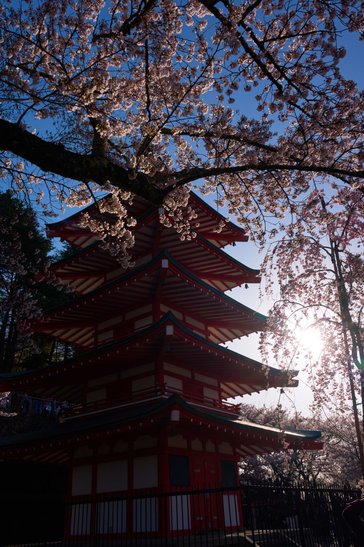 Parque Arakurayama Sengen - Yamanashi | #Primavera