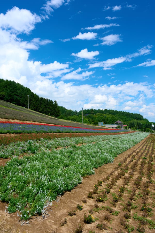 Furano - Hokkaido