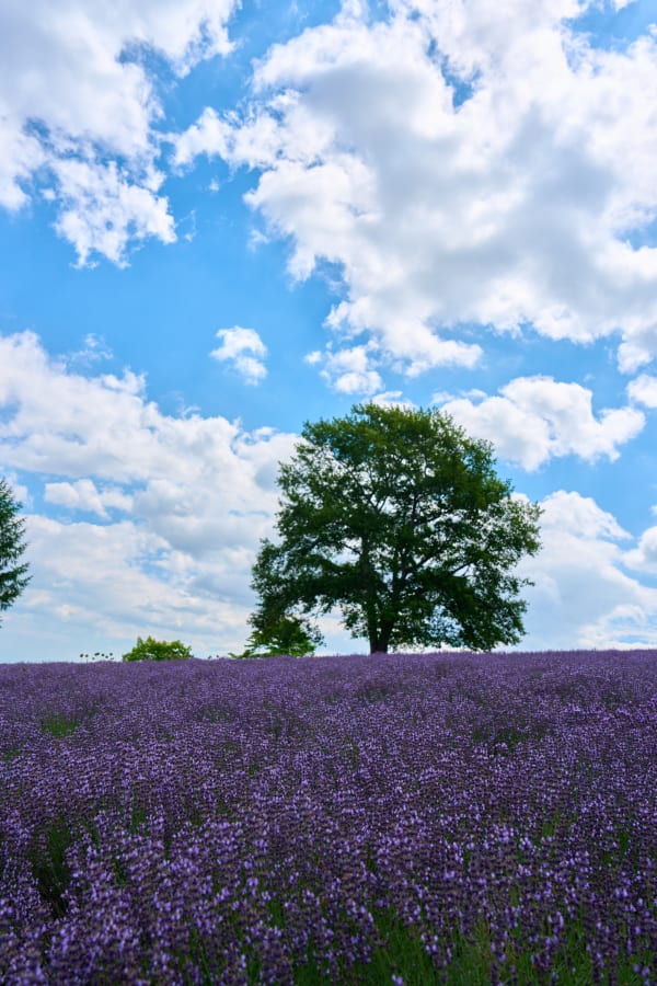 Sapporo - Hokkaido