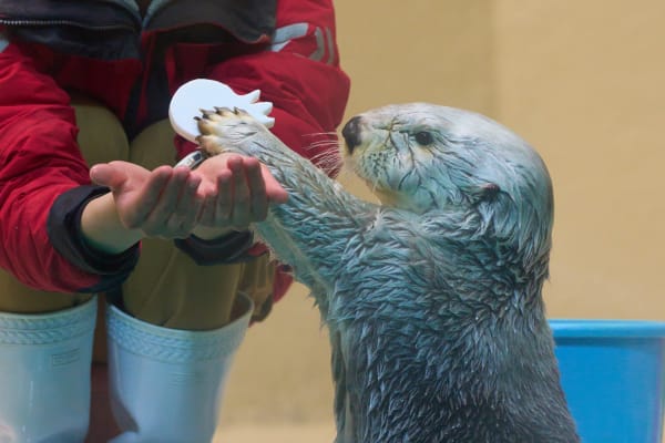 Acuario de Toba - Mie