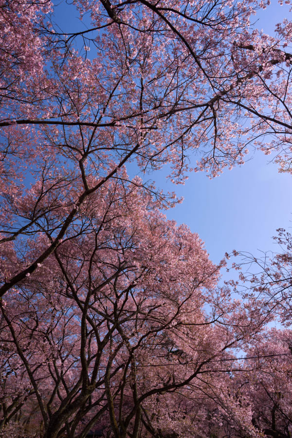 «No.1 Cherry Under Heaven»: Photographing 1,500 Takato Kohigan Cherry Trees at Takato Castle Park
