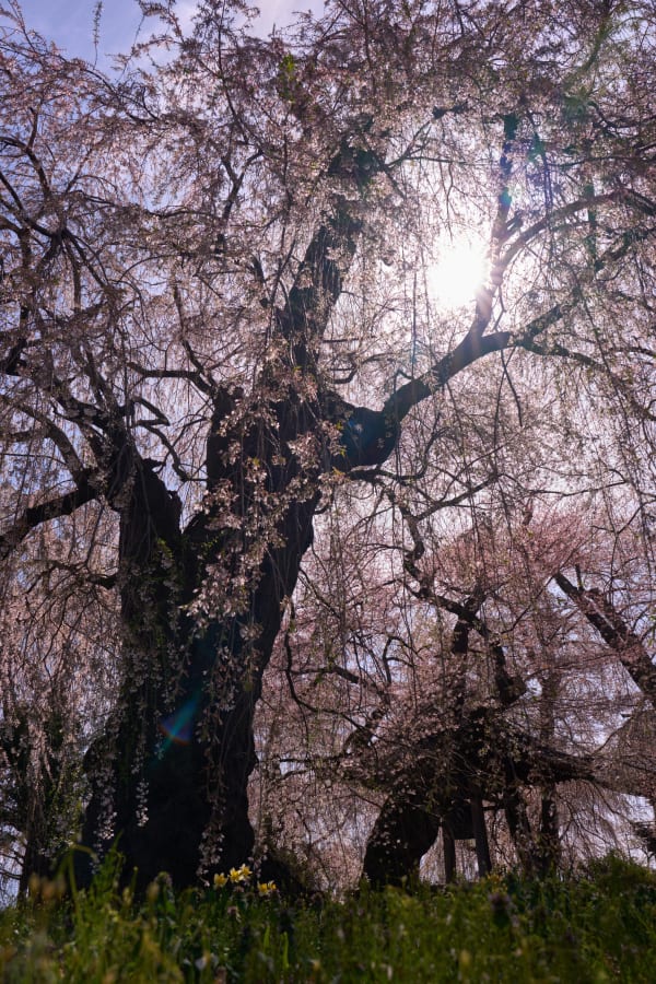 安養寺 - 長野縣