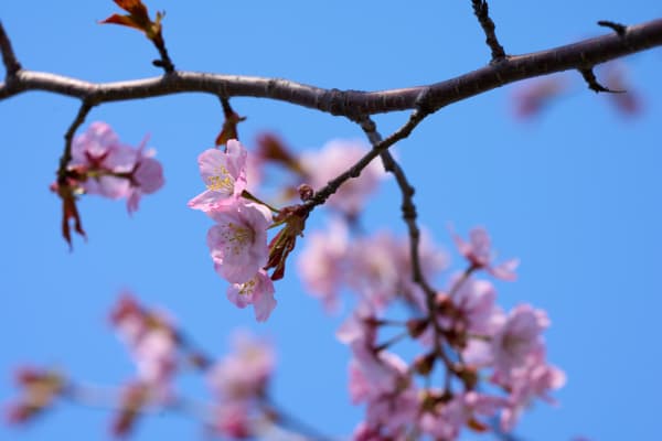 Noboribetsu in Spring: Cherry Blossoms, the Sea, and a Hot-Spring Town