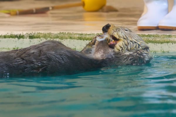 Toba Aquarium - Mie