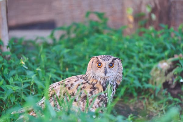 旭山動物園 - 北海道