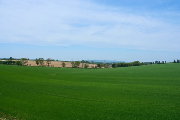 Hokuryu Sunflower Fields - Hokkaido