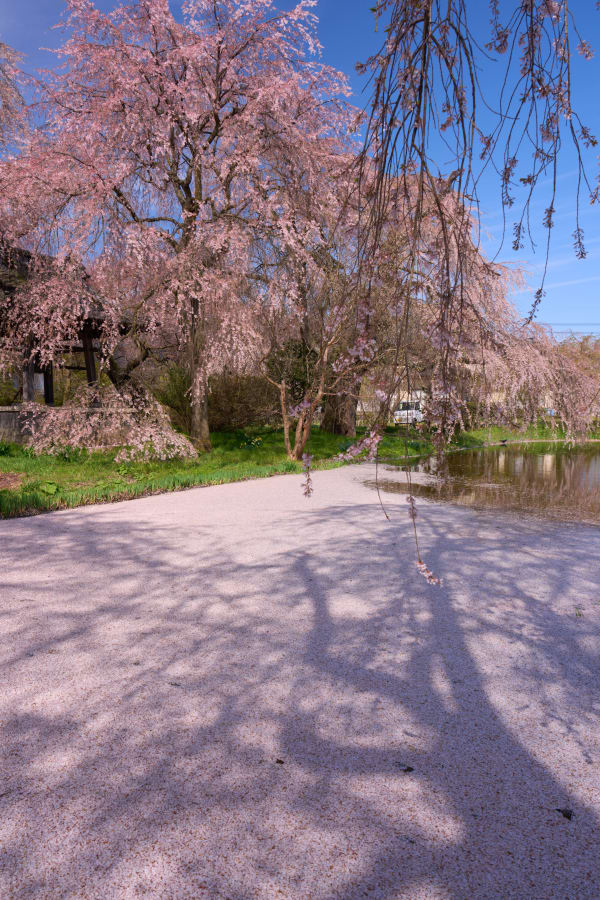 安養寺 - 長野県