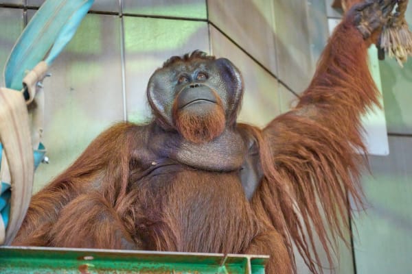 旭山動物園 - 北海道