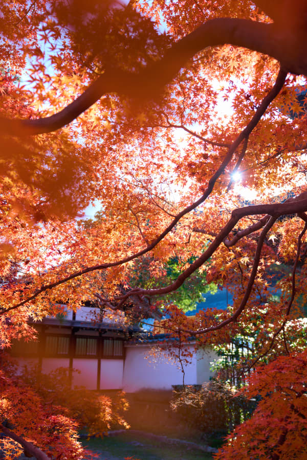 東福寺 - 京都府