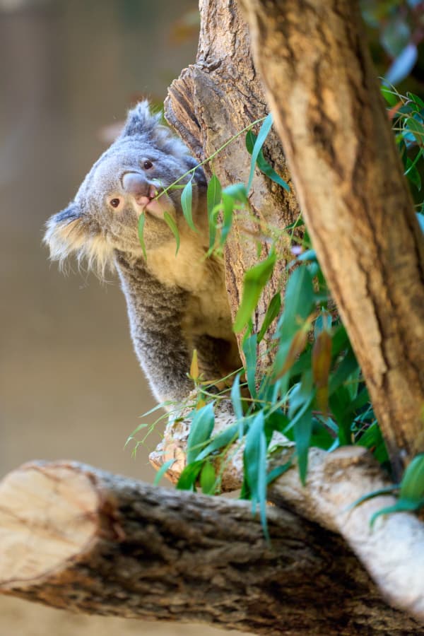 東山動物園 - 愛知県