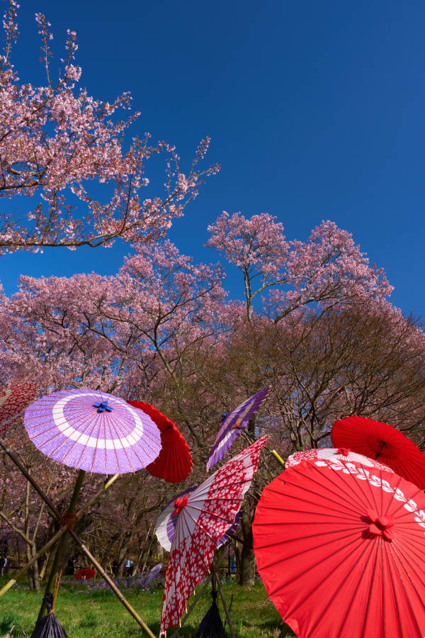 高遠城址公園 - 長野県