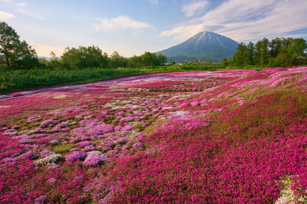 倶知安 - 北海道