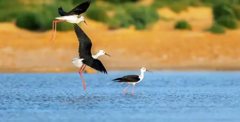 Aswan bird watching tour in Egypt with colorful birds along the Nile River and natural landscapes