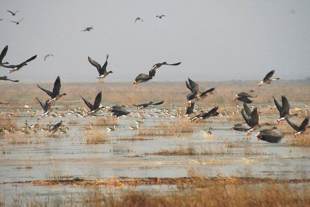 Nile River bird watching in Aswan Egypt with visitors observing native and migratory bird species